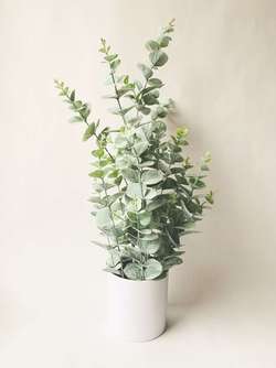 Eucalyptus m/Potte H65 Cm  - Trend Design