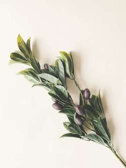 Olivengren 60 Cm  - Trend Design