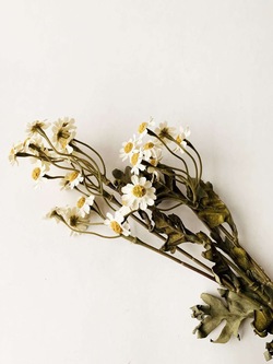 Asters Hvit 53cm  - Trend Design
